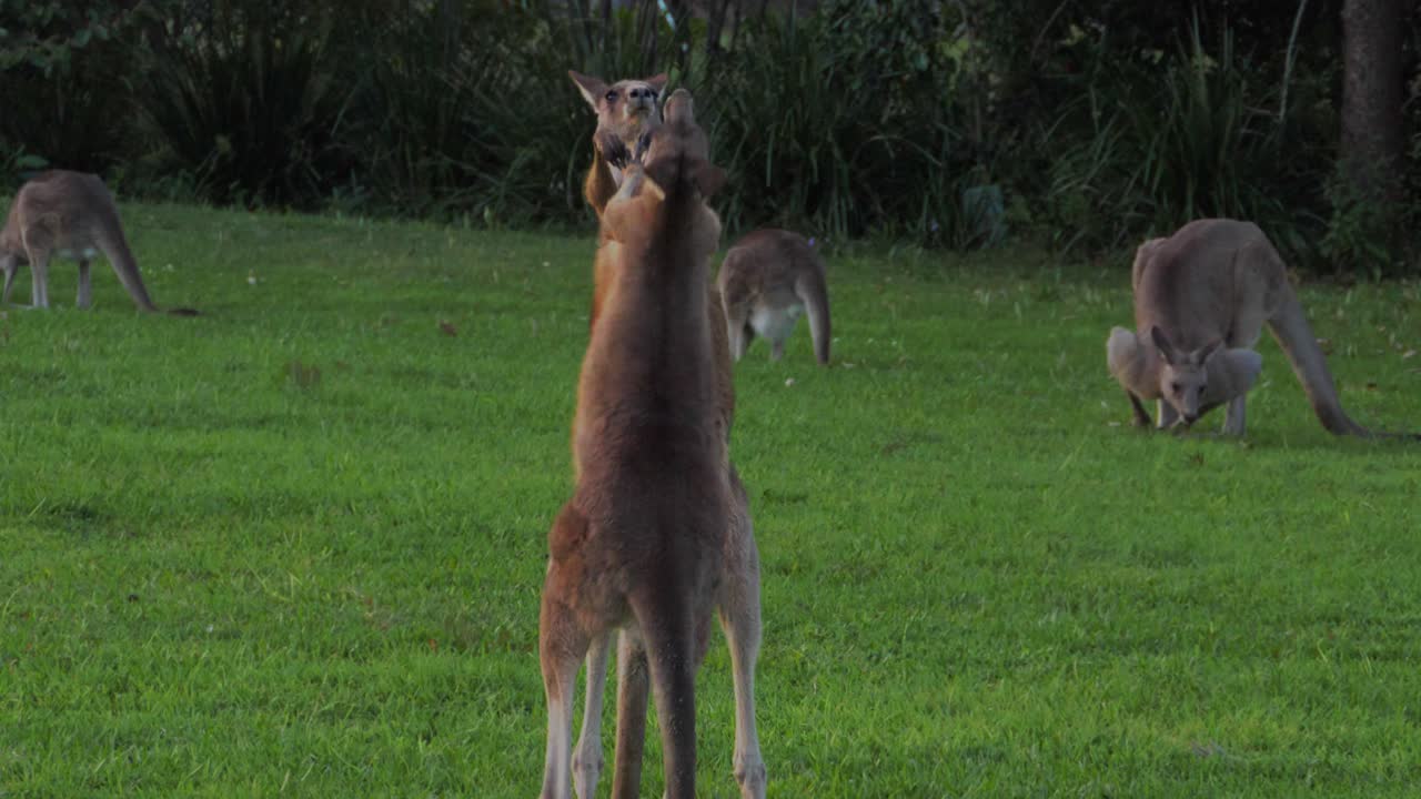 dos canguros grises orientales machos golpeando y pateando, peleando entre sí - madre canguro con joey en bolsa mirando - queensland, australia - cerrar