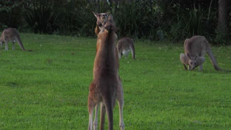 zwei männliche östliche graue kängurus schlagen und treten, kämpfen miteinander - känguru-mutter mit joey im beutel beobachtet - queensland, australien - nahaufnahme