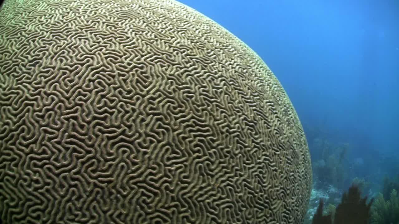 Beautiful brain coral underwater