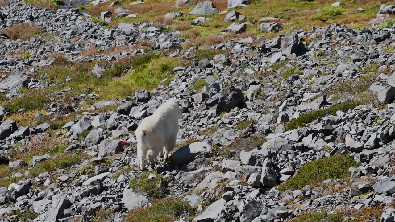 A mountain goat climbs rocky alpine terrain with scattered grass and stones