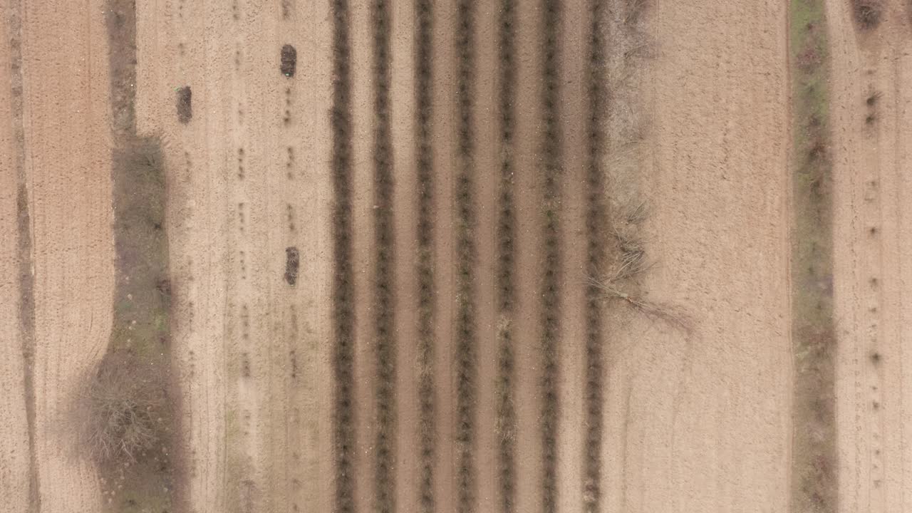 antena: hileras de árboles brotan plantados en suelo marrón