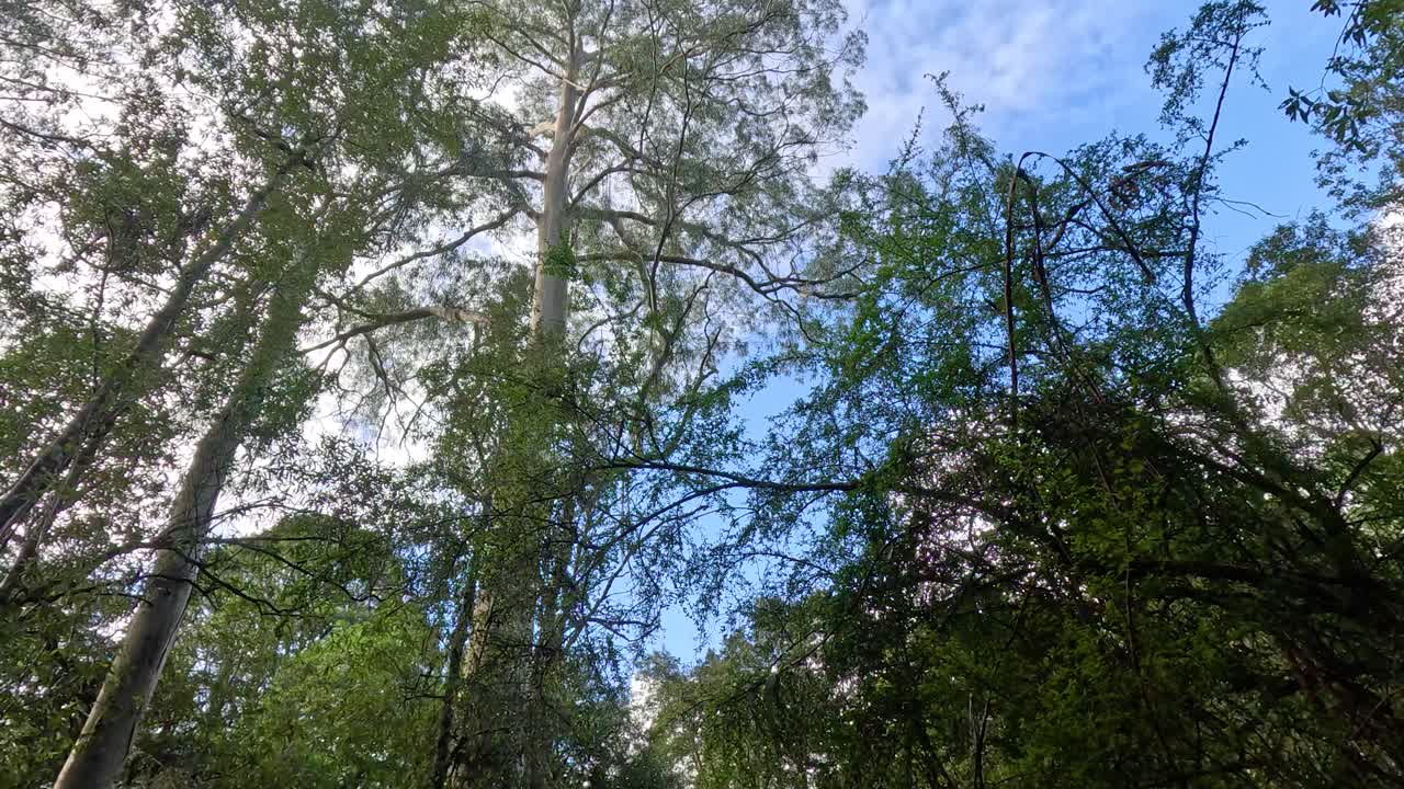 Tall trees and lush greenery in the forest