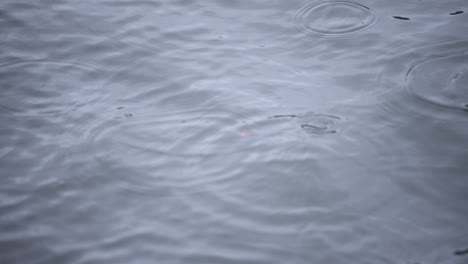 a slow motion of rain drop in the water the pond rainy day closeup