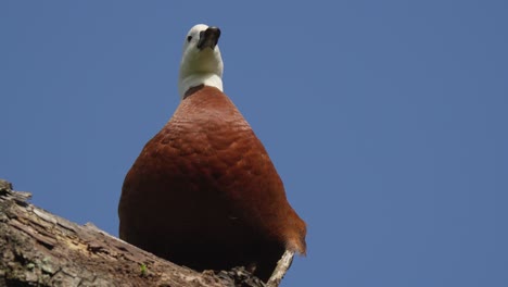 female paradise shelduck in perched on a tree stump in new zealand