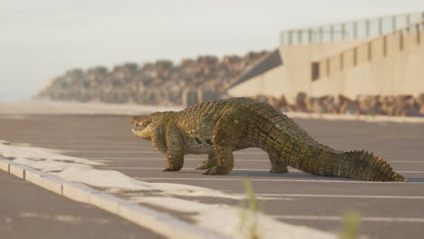 crocodile walking on a road near the beach