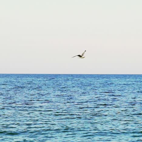 seagull flying over the sea