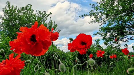 low angle of red anemone flowers in a green field on sunny day