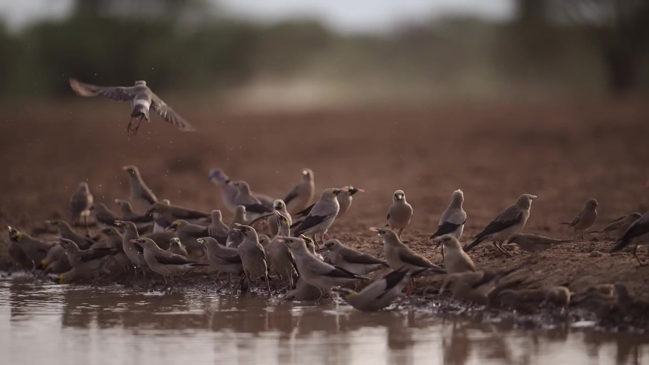 Uccelli Africani in Volo in Safari in Africa, Stormo di Uccelli che Bevono Acqua, Comportamento degli Uccelli a una Pozza d'Acqua durante un Viaggio Naturalistico in Kenya