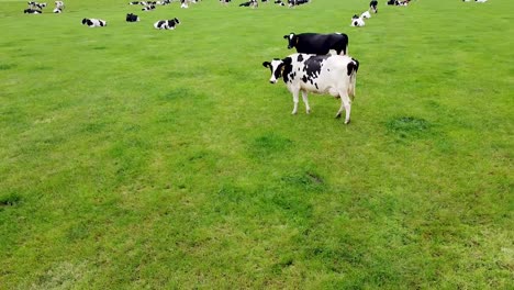 Drone-shot-of-cows-standing-and-walking-on-a-big-grass-field