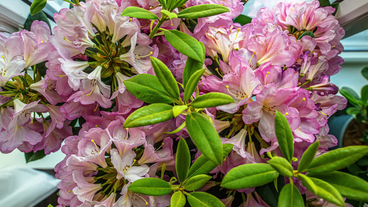 Timelapse of pink rhododendron flowers blooming with vibrant petals and green leaves