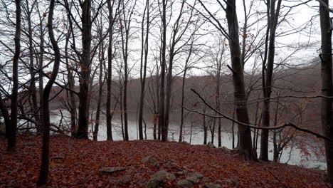 beautiful autumn beech forest under the rain in the catalan mountains-5