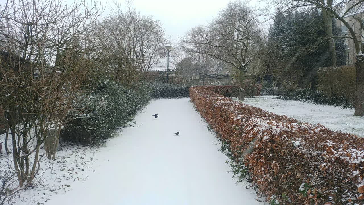 Birds are searching for food in winter during snowfall