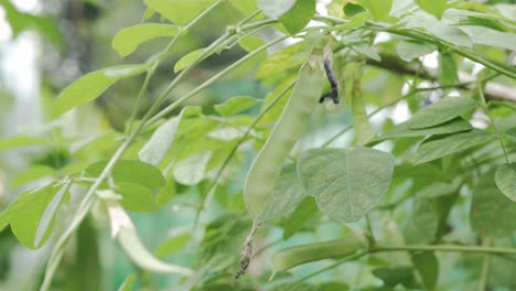 butterfly-pea-with-green-tree-leaves-in-organic-garden