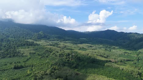 agricultural land rubber tree and oil palm bordering rainforest national park destruction and deforestation of protected areas