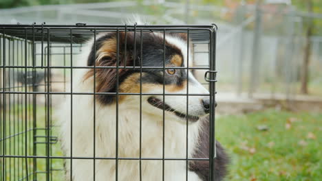 australian shepherd dog in cage