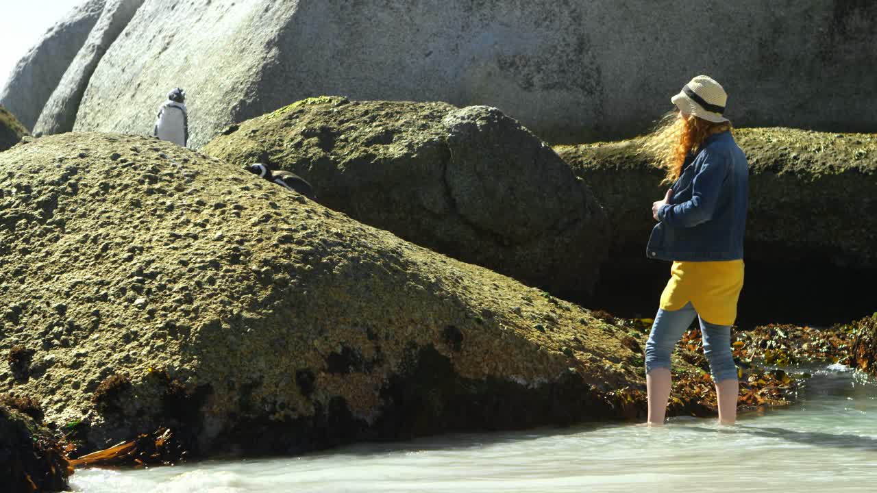 женщина фотографирует пингвина с мобильным телефоном 4k