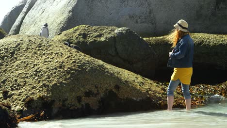 Woman-taking-photos-of-penguin-with-mobile-phone-4k