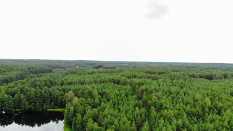 Scenic-View-Of-Abundant-Forest-With-Green-Trees-On-A-Bright-Day-In-Pradzonka,-Gmina-Studzienice,-Northern-Poland