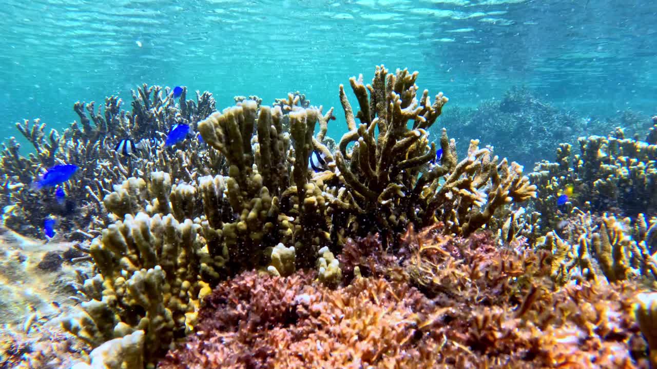 Colorful Fishes Around Coral Reef. Underwater Shot