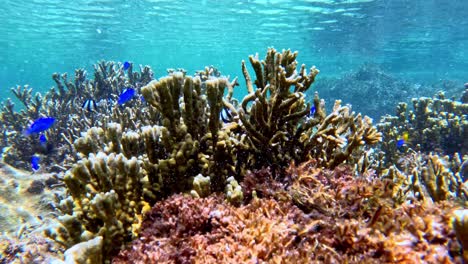 colorful fishes around coral reef. underwater shot