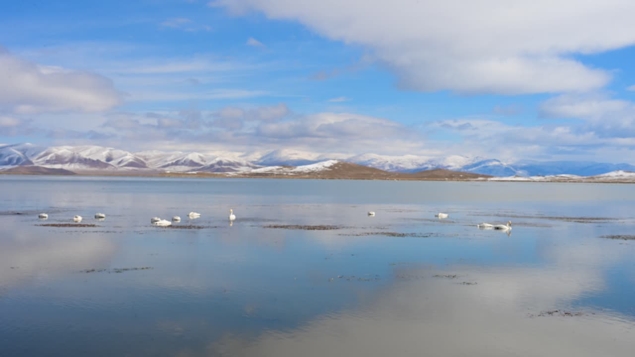 Whooper Swans swim in the icy waters of Tariat Lake, Mongolia. A flock rests against snow-covered mountains, highlighting wild bird migration and winter nature