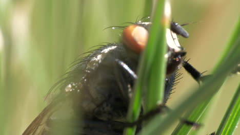 mosca de caballo de aspecto malvado sentado en la planta en macro vista de primer plano