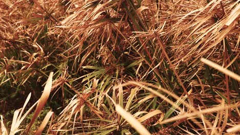 papiro cyperus secándose durante la prolongada estación seca de verano