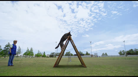 Trainer-training-the-shepherd-dog-in-the-field-4k