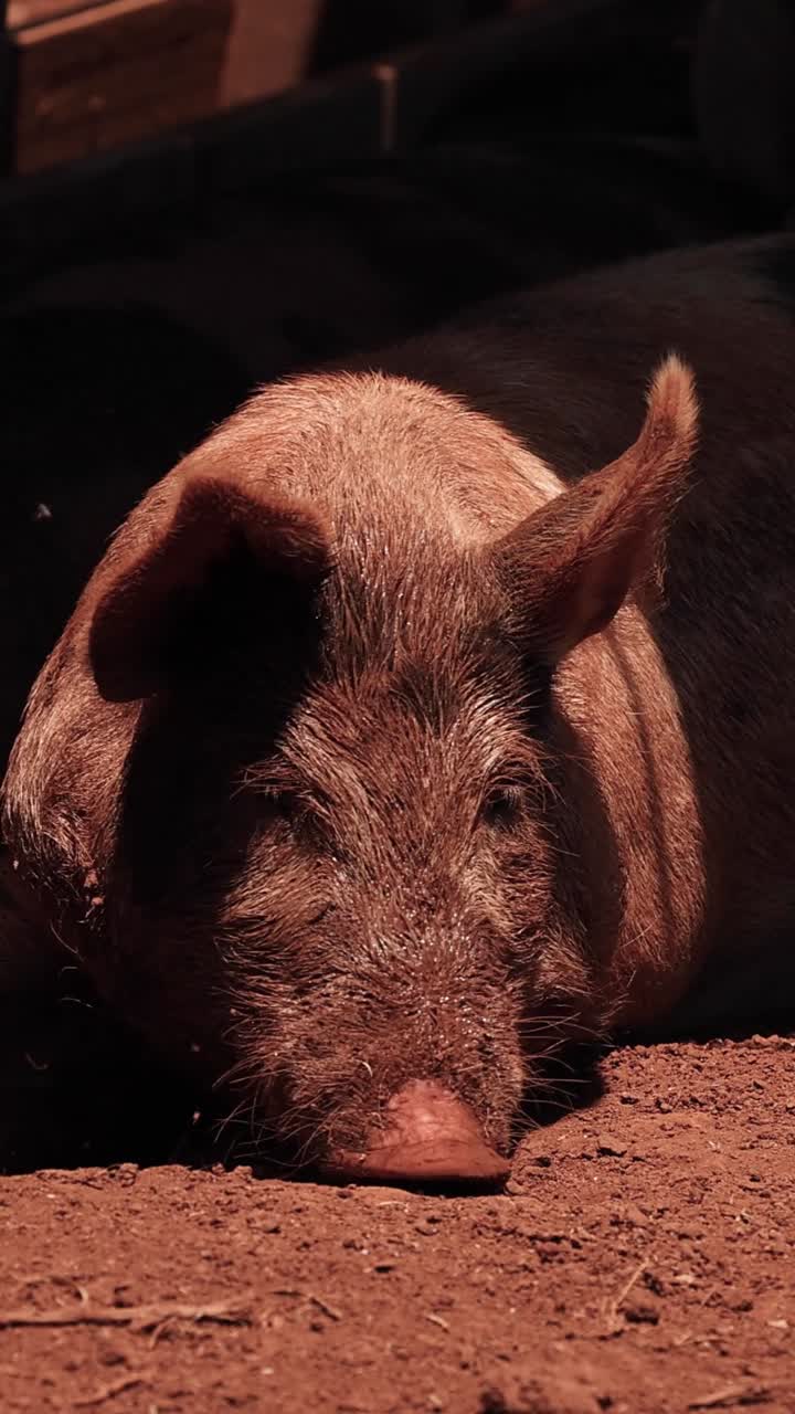 Porco deitado, olhando ocasionalmente ao redor.