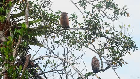 Flapping-its-wing-violently,-a-juvenile-Buffy-Fish-Owl-Ketupa-ketupu-is-perched-on-the-upper-branch-in-the-middle-of-the-frame,-while-its-mother-is-watching-it-from-the-lower-right-branch-of-the-tree