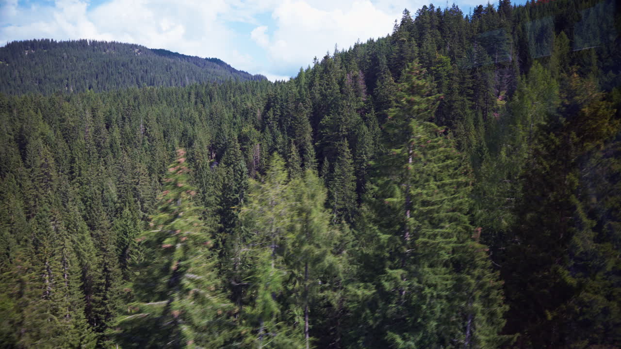 Dense pine tree conifer forest of Zugspitze, Germany view from tram line