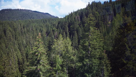 dense pine tree conifer forest of zugspitze, germany view from tram line