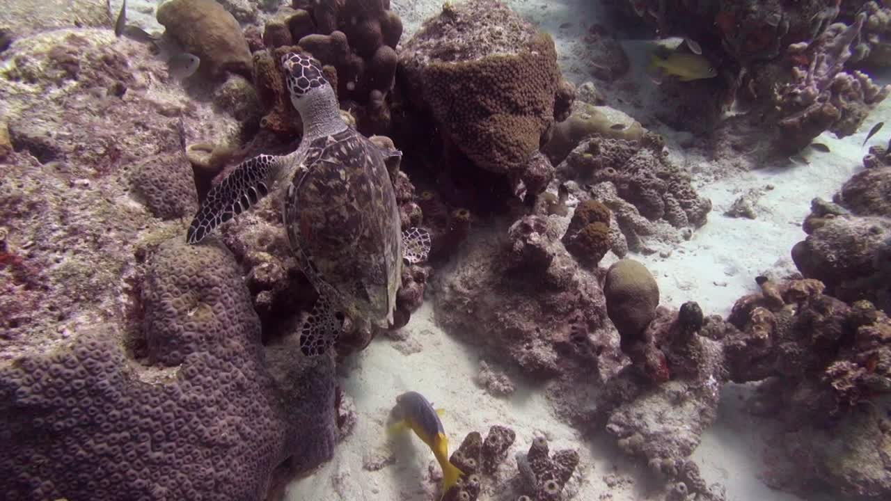 tortuga marina en el arrecife
