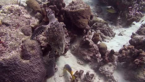 Sea-turtle-on-the-reef