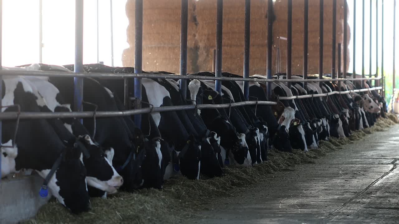 Images of cows eating hay in the barn