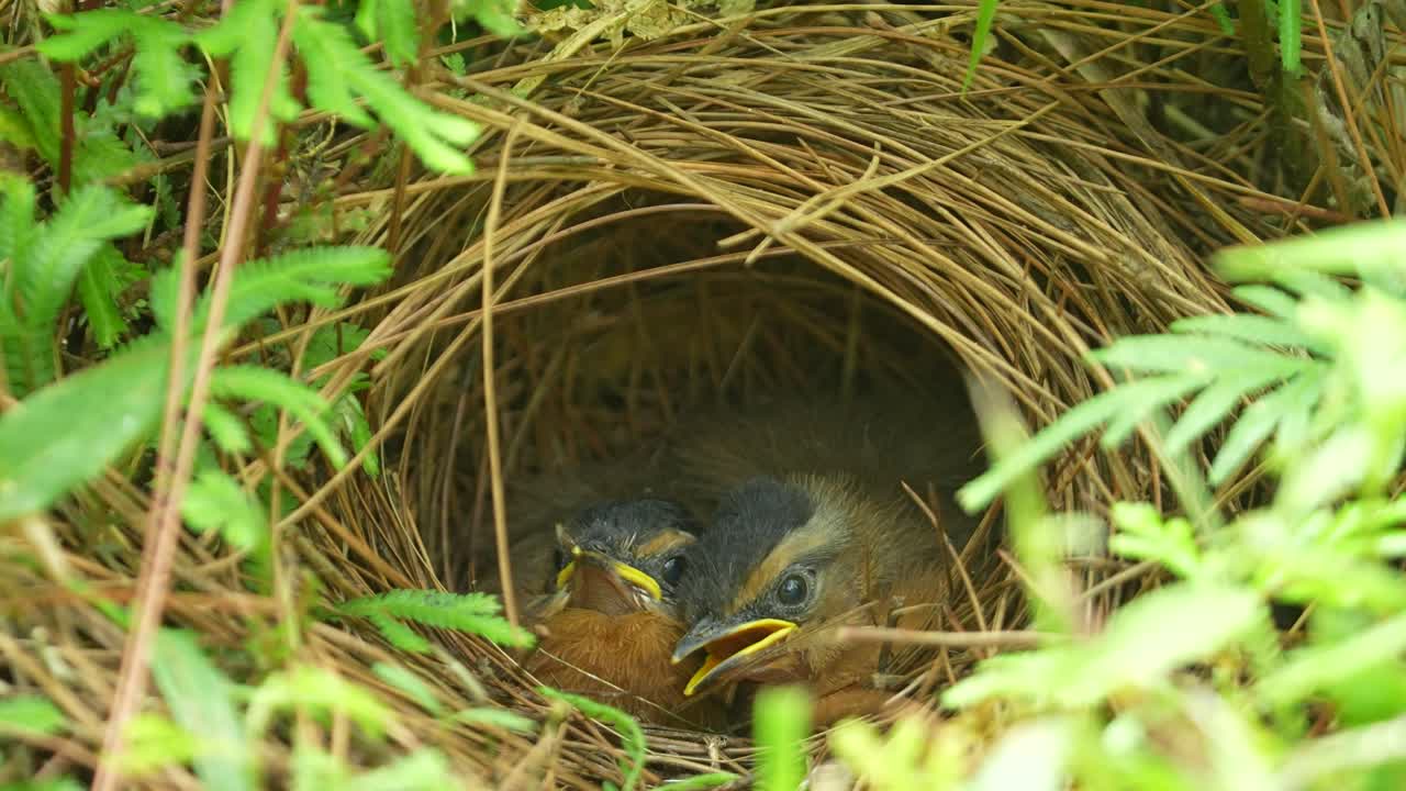 Javan Black-capped Babbler chicks nestled within a carefully constructed, cup-shaped nest. The nest is well-hidden amidst vibrant green leaves and branches