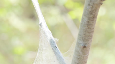 -CATERPILLARS-FORMING-A-HUGE-PROTECTION-COCOON-SMALL-LARVA-GREEN-TREES-IN-THE-BACKGROUND.