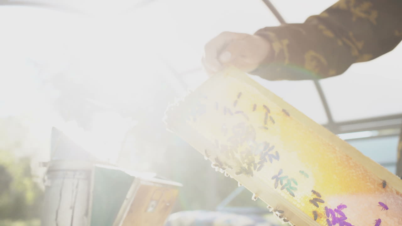 Beekeeper inspecting honeycomb frame