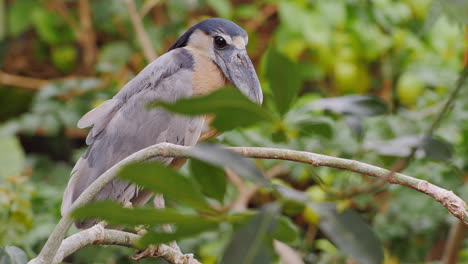 garza pico de barco sentada en las ramas de un árbol 4