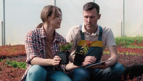 Two-caucasian-botanists-in--greenhouse-browsing-and-discussing-over-plants-seedling