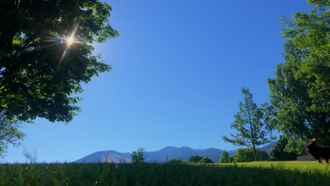 Ein-Hund-Springt-Und-Fängt-Einen-Frisbee-In-Der-Luft-Mit-Blauem-Himmel-Im-Hintergrund