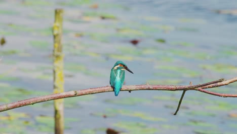 telephoto rearview of kingfisher perched on branch over idyllic pond in friesland netherlands
