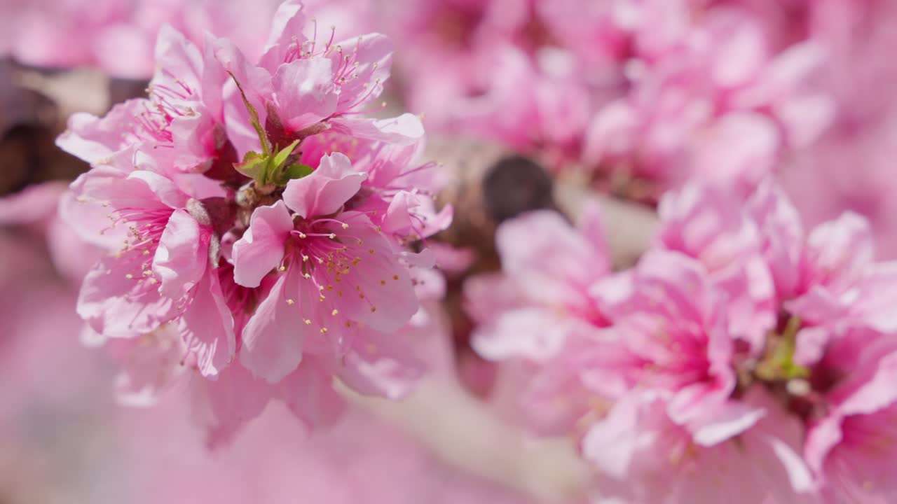 las flores de melocotón en plena floración con un hermoso rosa