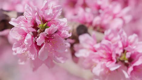 peach blossoms in full bloom with beautiful pink