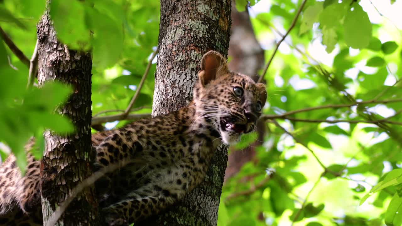 el leopardo de indochina es una especie vulnerable y uno de los grandes felinos de tailandia
