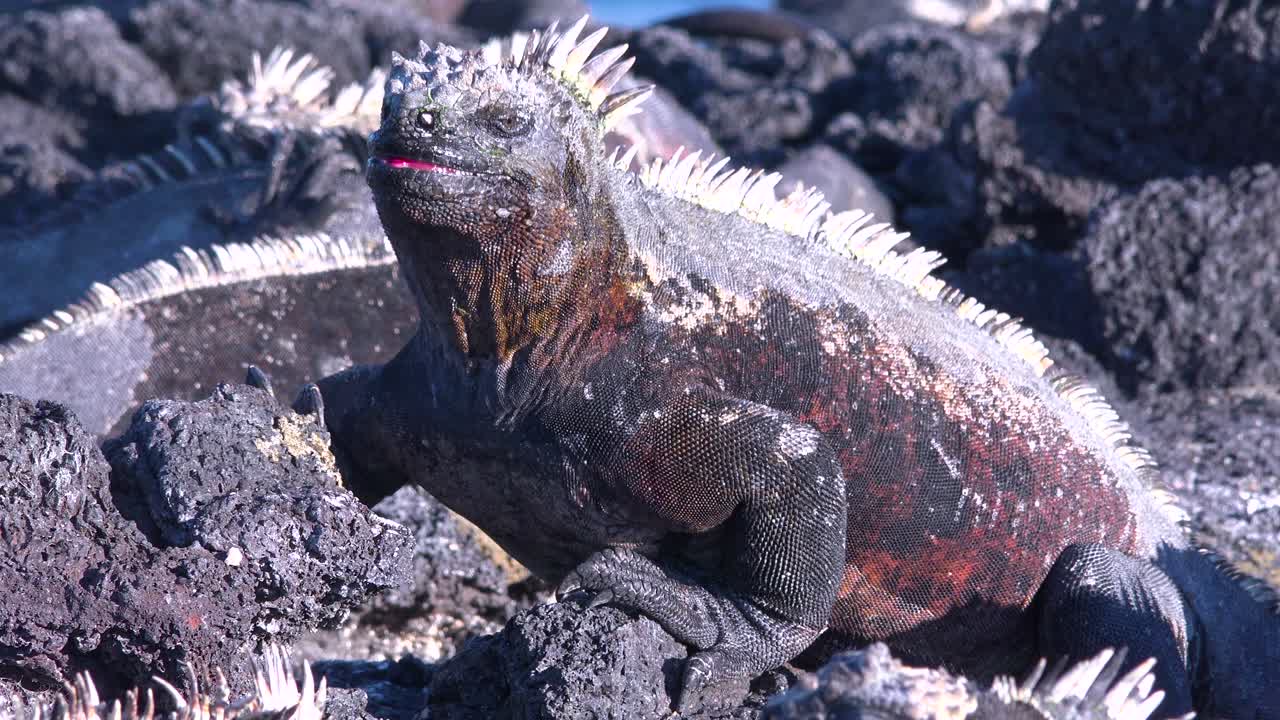 морские игуаны греются на солнце на галапагосских островах эквадор