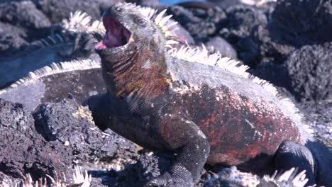 marine iguanas bask in the sun in the galapagos islands ecuador