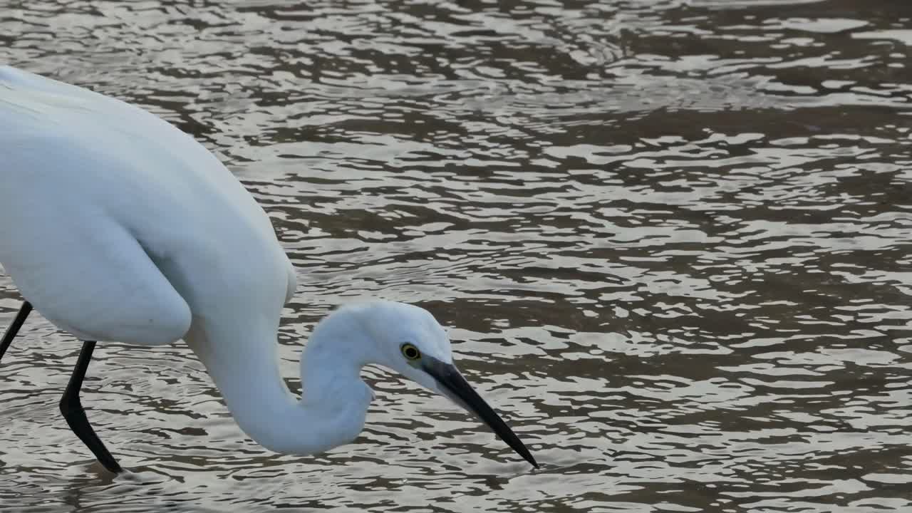 물결 을 일으키는 물 에서 물고기 를 잡는 독수리