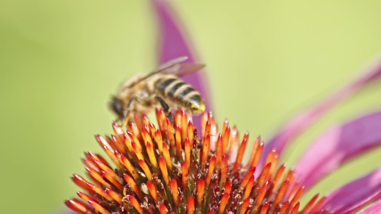 disparo macro de una abeja de miel moviendo sus pequeñas piernas y dejando la flor