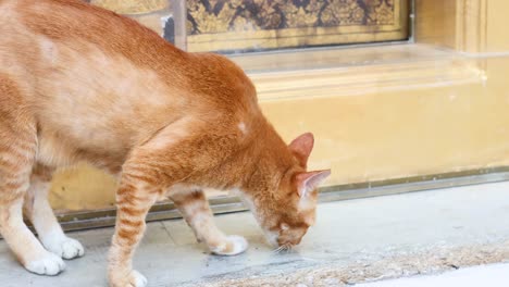 a cat investigates steps at wat pho temple